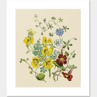 Wildflowers Botanical Illustration Posters and Art